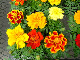 Attēlu rezultāti vaicājumam “Tagetes flower”