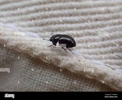 Attēlu rezultāti vaicājumam “Leiodidae larva”