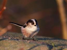 Attēlu rezultāti vaicājumam “Aegithalos caudatus adult”