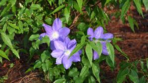 Attēlu rezultāti vaicājumam “Clematis flower”