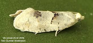 Attēlu rezultāti vaicājumam “Epinotia bilunana”