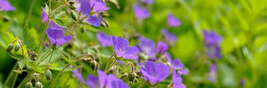 Image result for Storchschnäbel