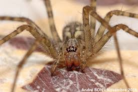 Attēlu rezultāti vaicājumam “Tegenaria sp.”