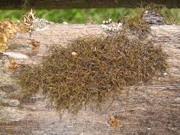 Attēlu rezultāti vaicājumam “Bryoria capillaris”