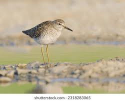 Attēlu rezultāti vaicājumam “Tringa glareola adult”