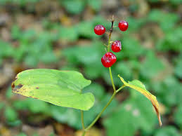 Attēlu rezultāti vaicājumam “Maianthemum bifolium fruit”