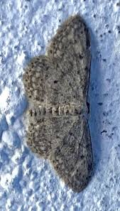 Attēlu rezultāti vaicājumam “Idaea seriata”