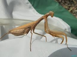 Attēlu rezultāti vaicājumam “Mantis religiosa”