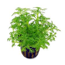 Attēlu rezultāti vaicājumam “Hottonia palustris leaf”