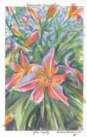 Attēlu rezultāti vaicājumam “Hemerocallis lilioasphodelus flower”