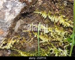 Attēlu rezultāti vaicājumam “Callicladium haldanianum”