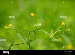 Attēlu rezultāti vaicājumam “Ranunculus cassubicus”