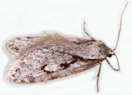 Attēlu rezultāti vaicājumam “Semioscopis avellanella”