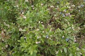 Attēlu rezultāti vaicājumam “Vaccinium angustifolium”