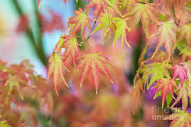 Image result for Acer palmatum `Orange Dream`