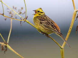 Attēlu rezultāti vaicājumam “Emberiza citrinella juvenile”