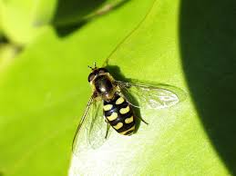 Attēlu rezultāti vaicājumam “Eupeodes corollae”