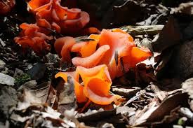 Attēlu rezultāti vaicājumam “Tremiscus helvelloides”