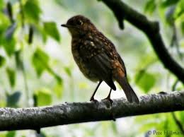 Attēlu rezultāti vaicājumam “Erithacus rubecula juvenile”