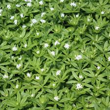 Image result for Galium odoratum