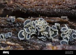 Attēlu rezultāti vaicājumam “Mollisia cinerea”