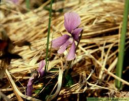 Attēlu rezultāti vaicājumam “Viola uliginosa”