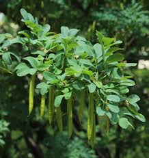 Attēlu rezultāti vaicājumam “Caragana arborescens leaf”