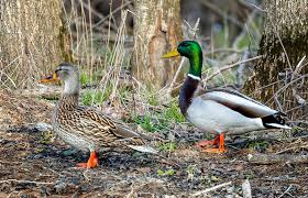 Attēlu rezultāti vaicājumam “Anas platyrhynchos juvenile”