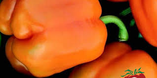 Afbeeldingsresultaat voor orange sun sweet pepper