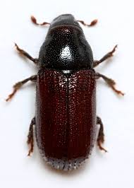 Attēlu rezultāti vaicājumam “Tomicus minor”