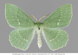 Attēlu rezultāti vaicājumam “Geometra papilionaria”