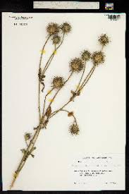 Image result for Dipsacus pilosus