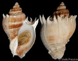 Image result for Melongena corona