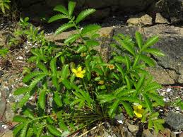 Attēlu rezultāti vaicājumam “Argentina anserina”