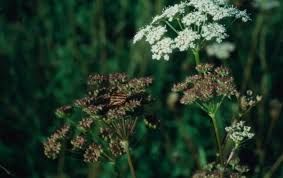Attēlu rezultāti vaicājumam “Libanotis montana”