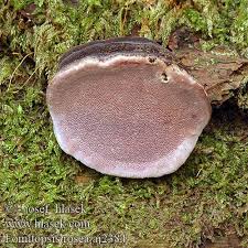 Attēlu rezultāti vaicājumam “Fomitopsis rosea”
