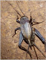 Attēlu rezultāti vaicājumam “Gryllus domesticus”