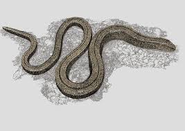 Attēlu rezultāti vaicājumam “Anguis fragilis adult”