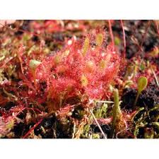 Attēlu rezultāti vaicājumam “Drosera x obovata”