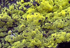 Attēlu rezultāti vaicājumam “Arcyria, Heterotrichia sp.”