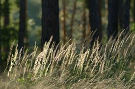 Attēlu rezultāti vaicājumam “Festuca pratensis”