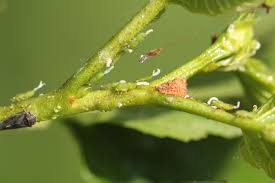 Attēlu rezultāti vaicājumam “Psylla alni”