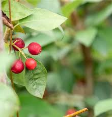 Attēlu rezultāti vaicājumam “Cotoneaster multiflorus fruit”