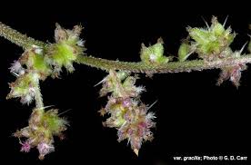 Attēlu rezultāti vaicājumam “Urtica dioica fruit”