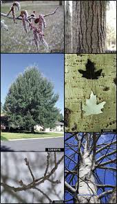 Attēlu rezultāti vaicājumam “Populus”