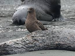 Image result for Stercorarius skua