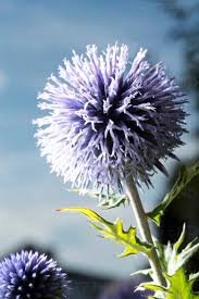 Image result for Blaudistel