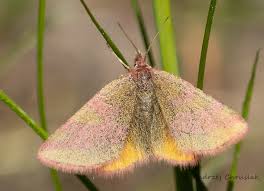 Attēlu rezultāti vaicājumam “Lythria cruentaria”