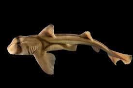 Image result for Heterodontus portusjacksoni