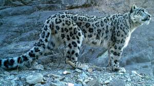 Image result for kernel panic snow leopard
